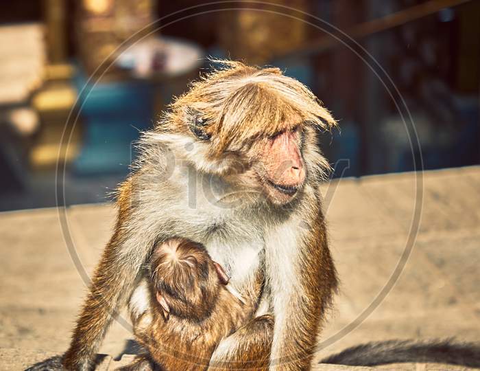 Baby Monkey and Mother Monkey
