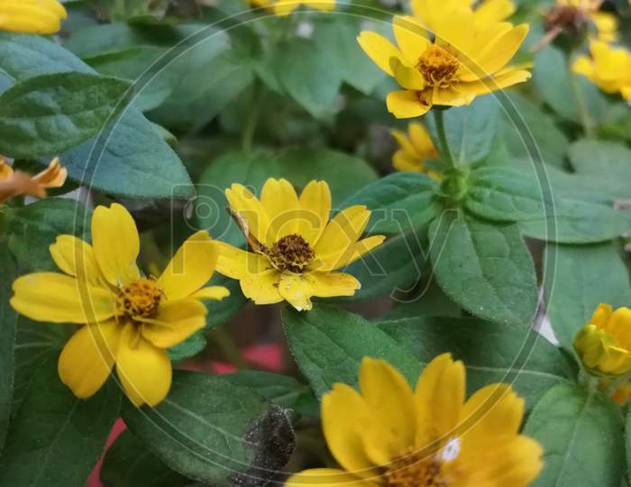 Yellow flowers 💛💛