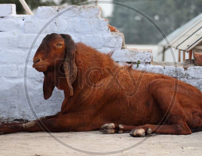 Big brown  goat lies on floor