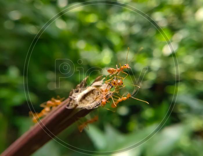 Red Ant bridge unity team. Close up Macro of Ant making unity bridge on plant with nature forest green background. Ant action standing.