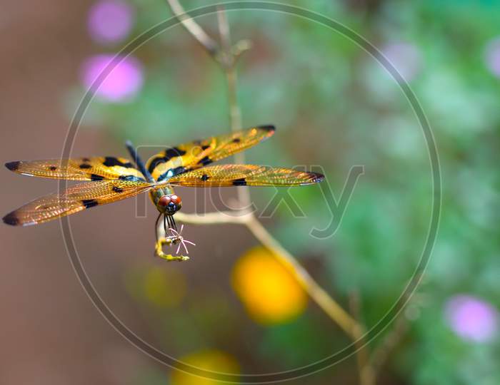 Colourful dragonfly rests on a stem with a shallow depth of field