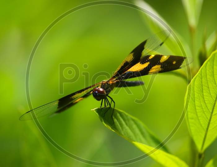 Dancing dragonfly on a green leaf