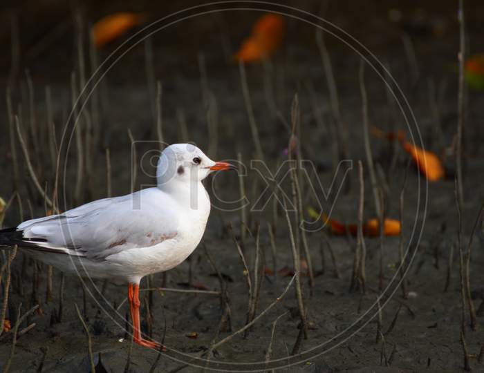 Cute little seagull in a marsh land