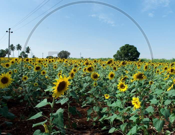 Landscape view of sunflower field in India.