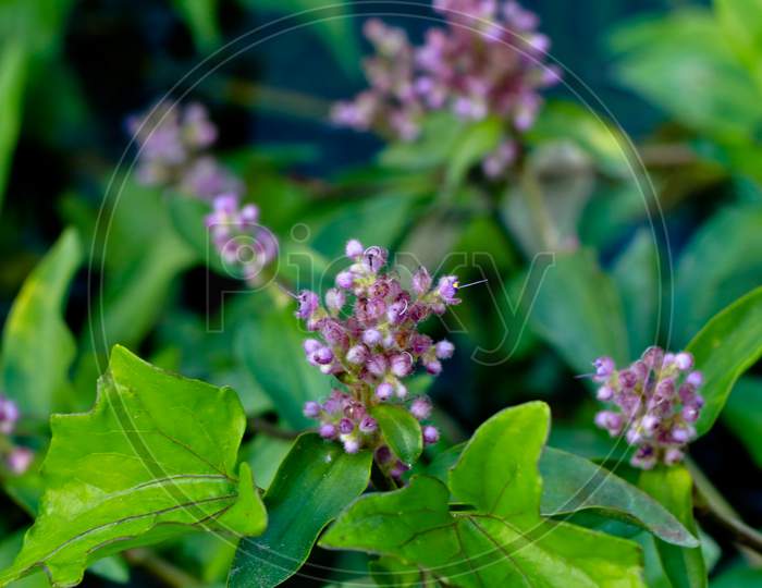 Light Pink Color Flowers A Weed Plant From Western Ghats