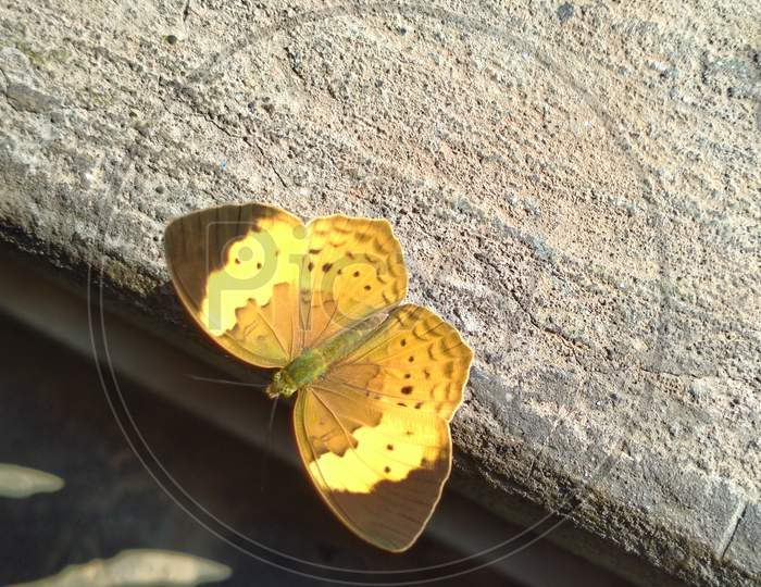 Small yellow butterfly