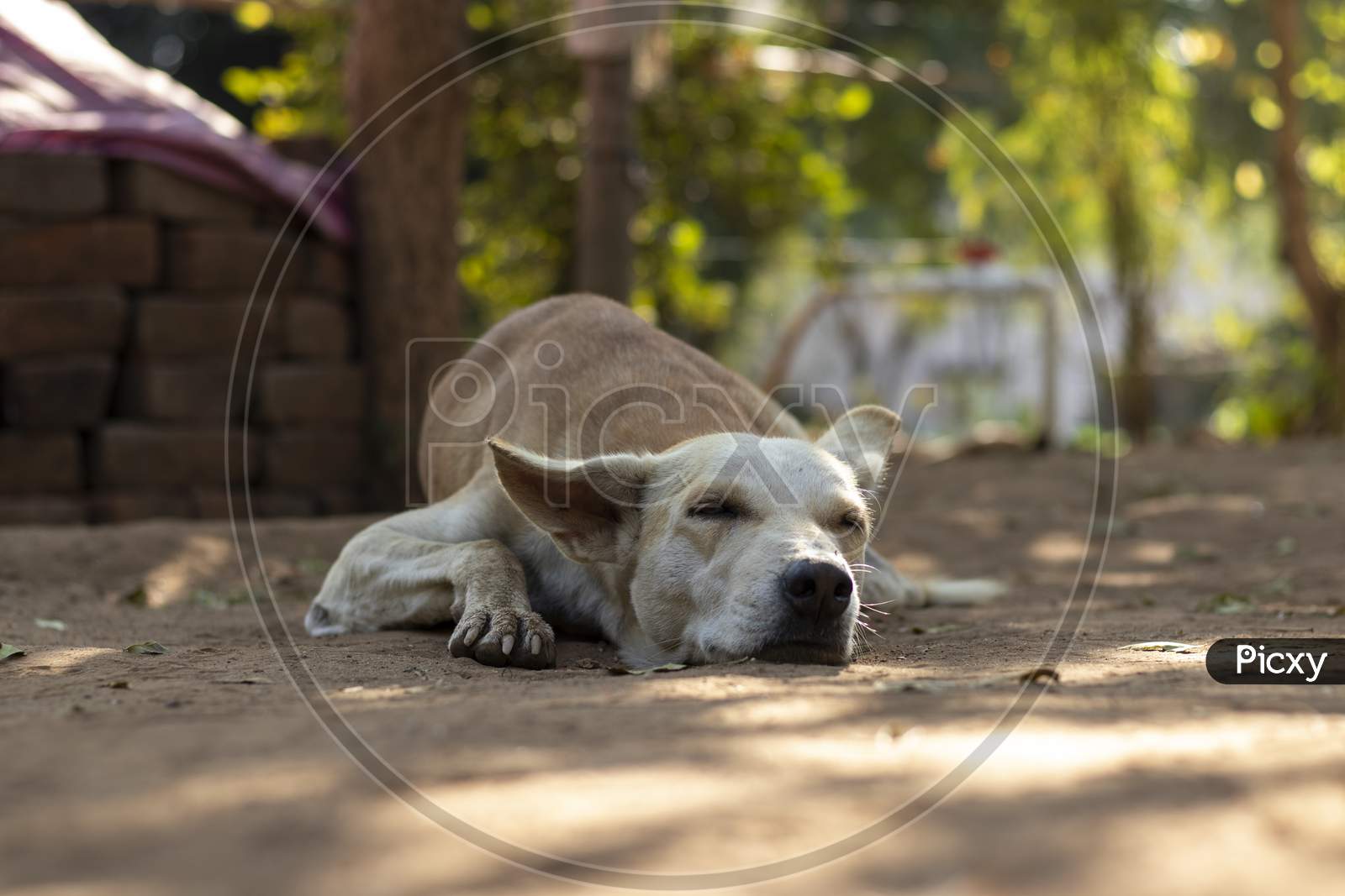 Young White Dog Sleeping With Close Eyes