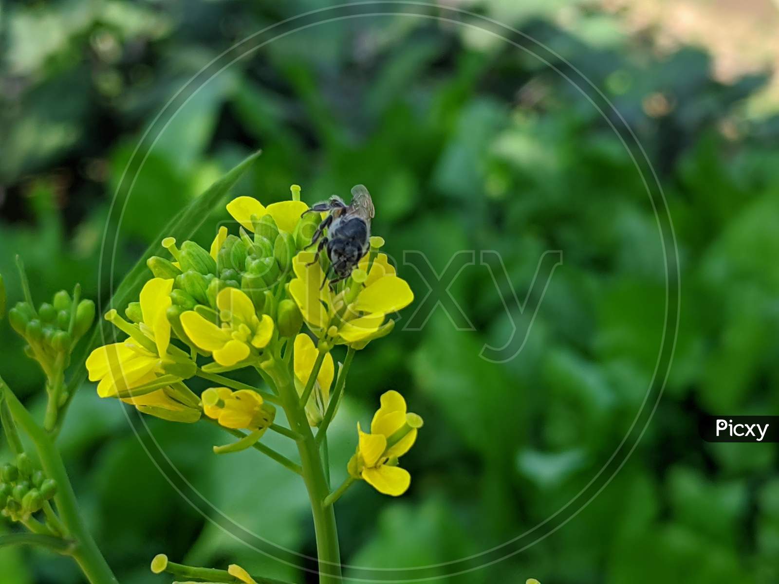 bee on a mustard flower. Bee sucking nectar from flower