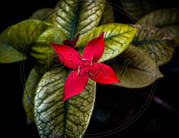 West Indian jasmine image (Ixora flower)