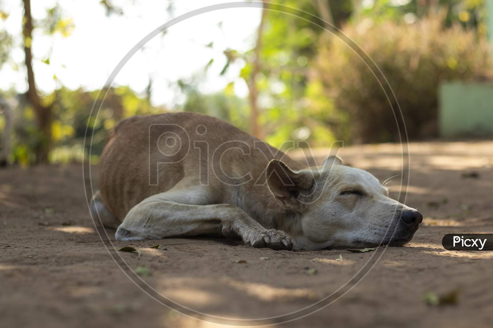 Young White Dog Sleeping With Close Eyes