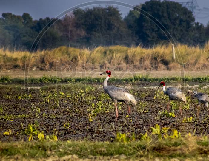 Sarus Crane Family In Wetland Of Sarsai Navar Near Etawah India.