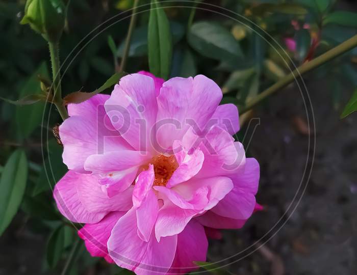 Pink rose in home garden