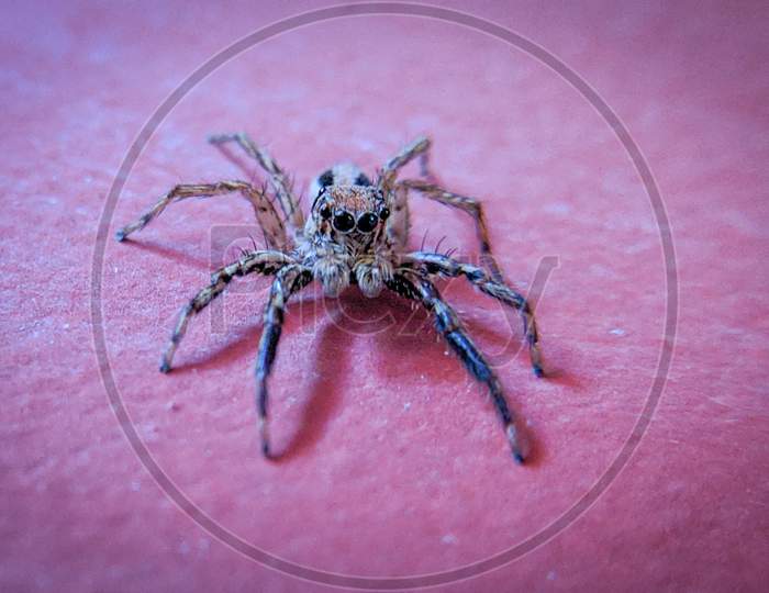 Macro of a spider