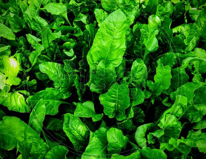 lettuce leaves in a field, green leaves
