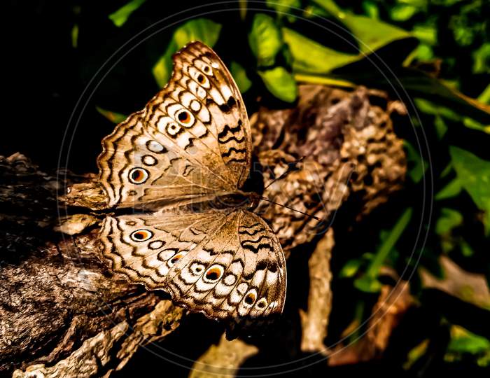 Junonia atlites butterfly image