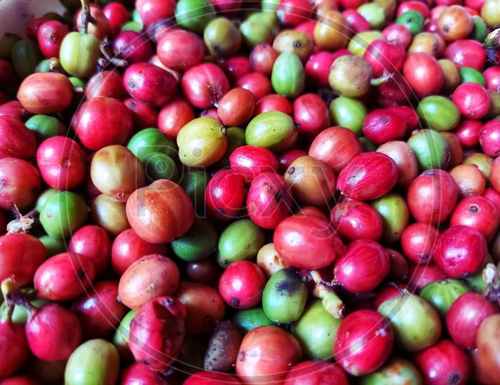 Red Ripe Coffee Right After Harvesting