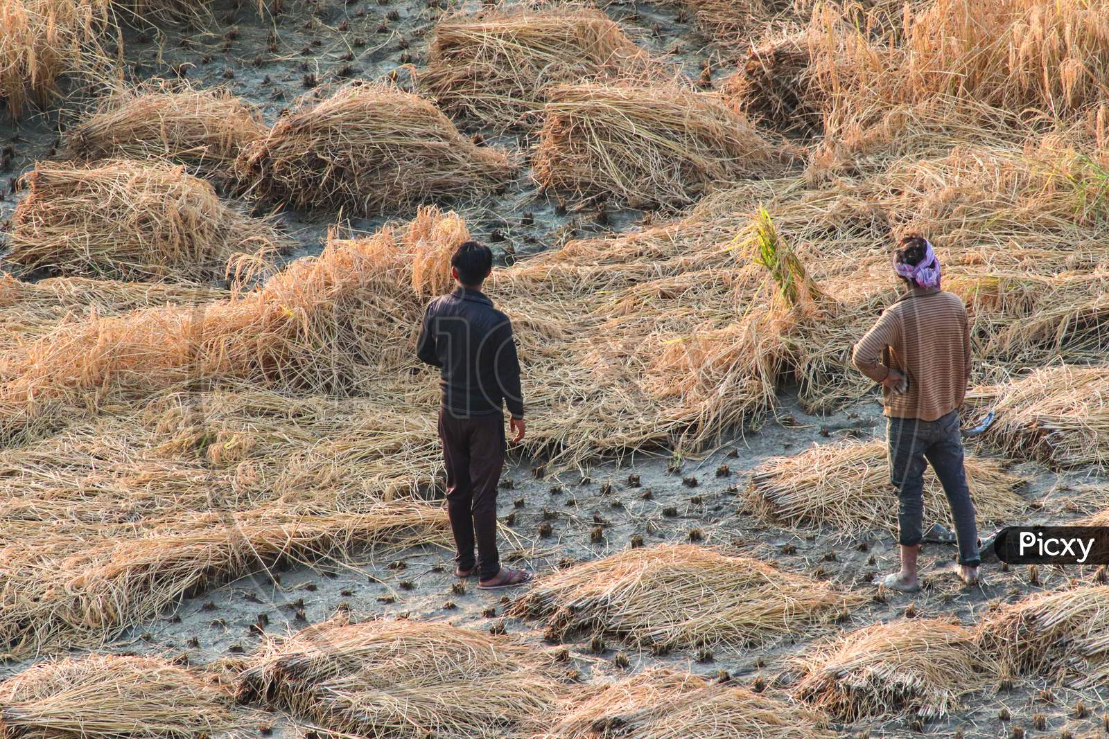 Two Farmer Man Standing In Crop Field While Harvesting Crops.