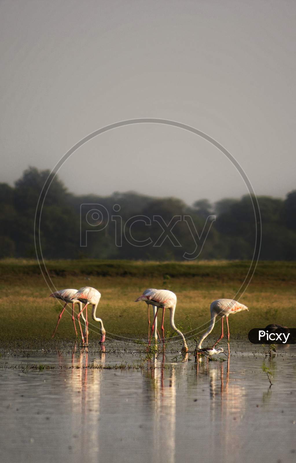 Flamingo birds at thol bird sanctuary