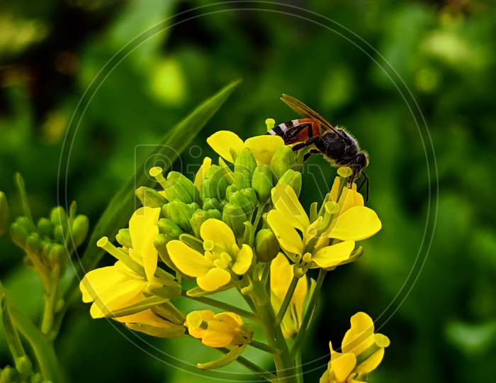 bee on a mustard flower. Bee sucking nectar from flower