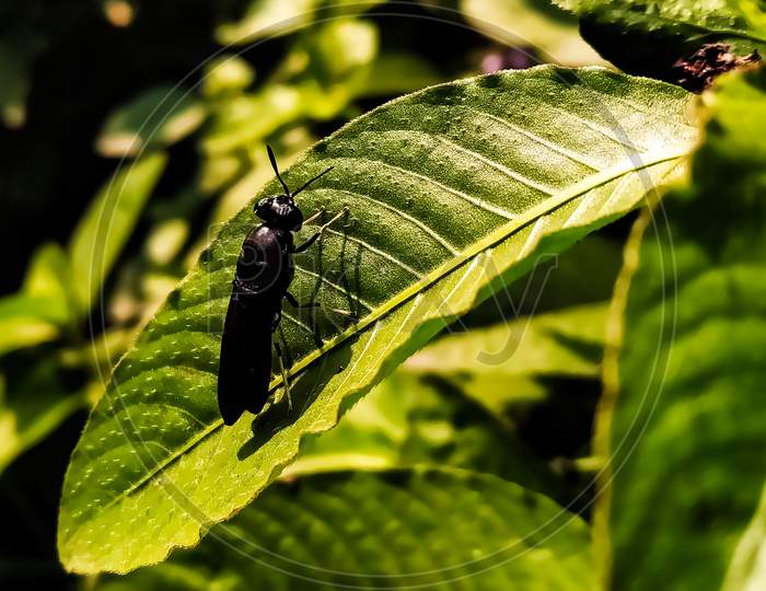 Image of a Black soldier fly
