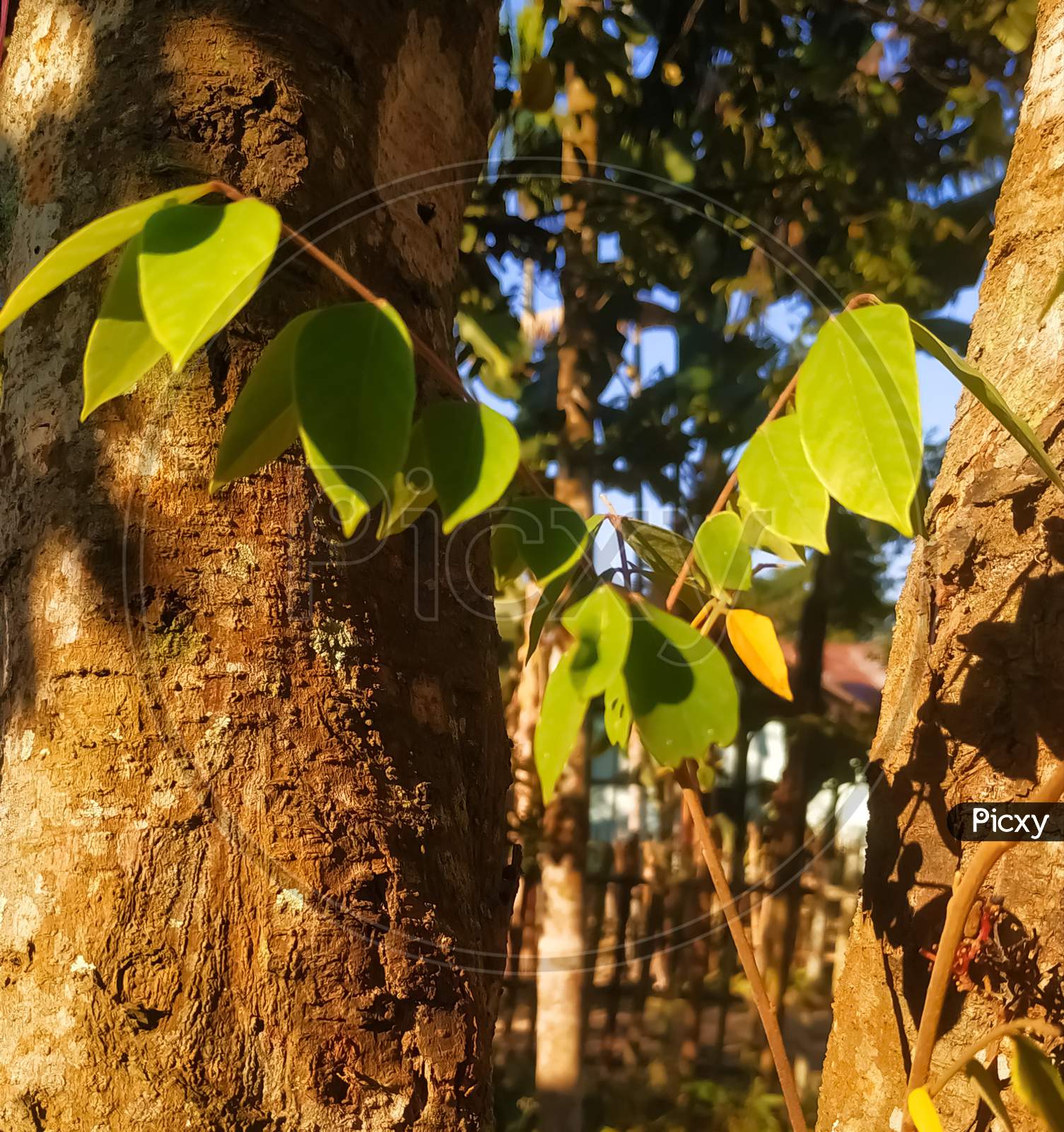 Green leaves between tree trunks in sunlight