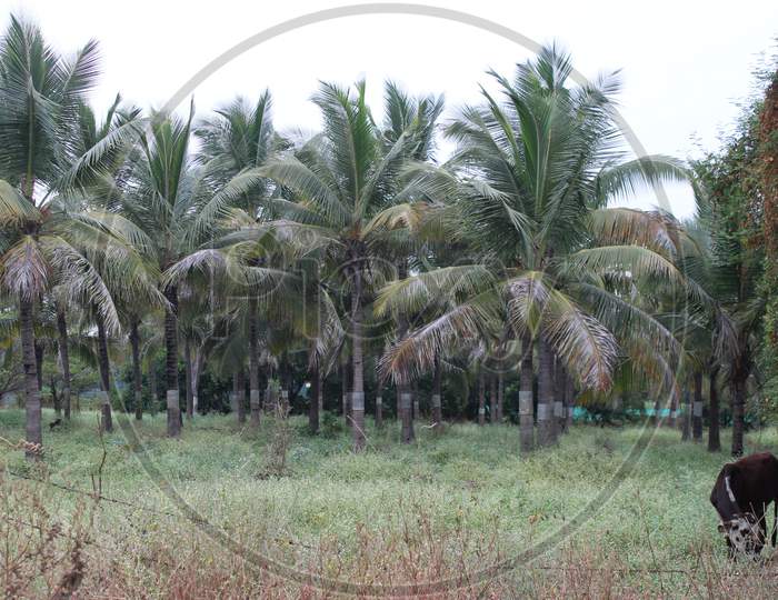 Palm Tree's