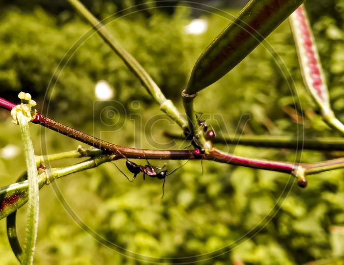Black garden ant image