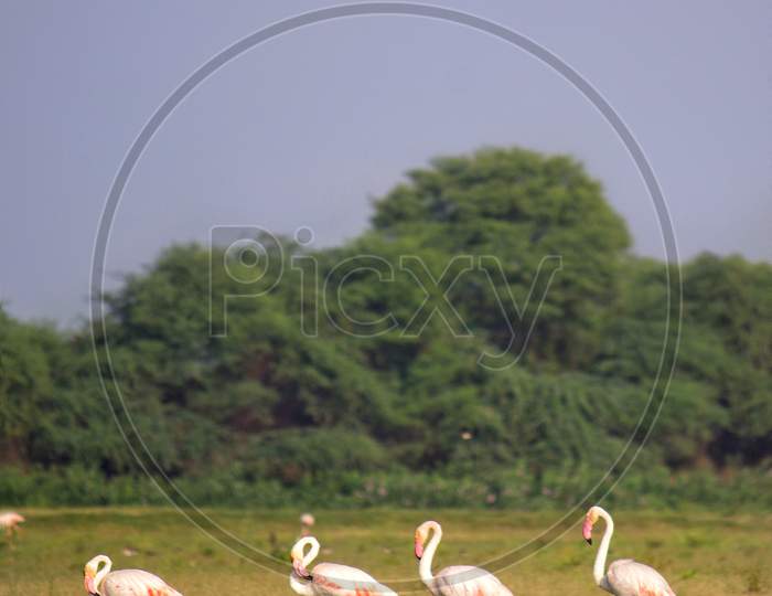Flamingo birds at Thol bird sanctuary