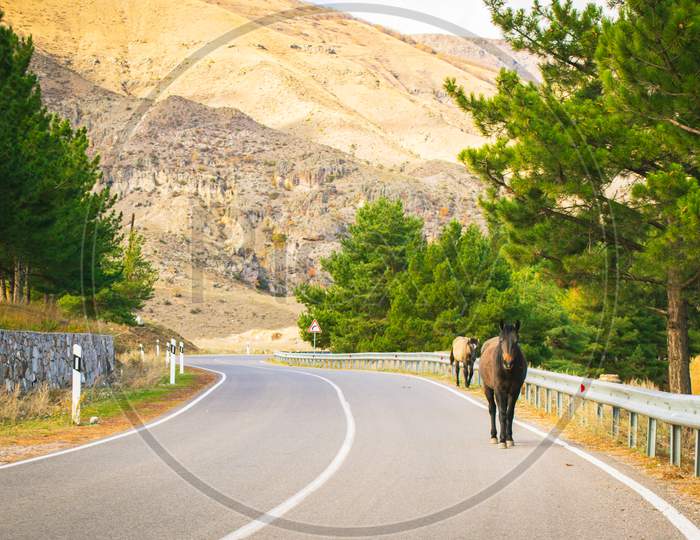 Front View Of Two Horses Walking Along The Edge On Spahlat Road In A Scenic Caucasian Landscape. Horses And Traffic In Caucasus Concept.