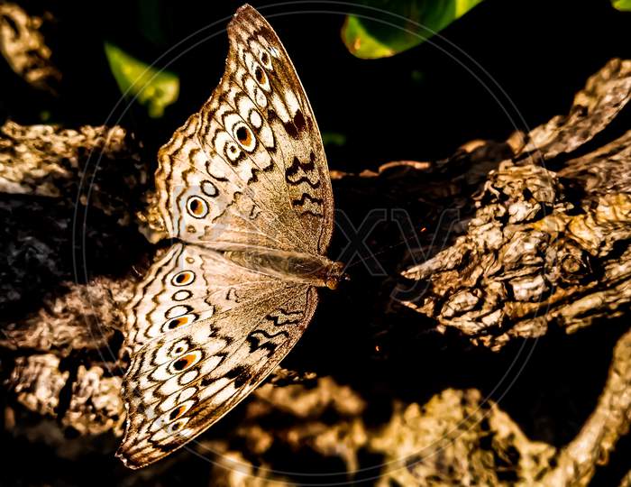 Junonia atlites butterfly image