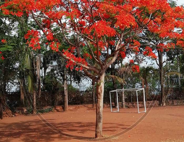 Gulmohar tree