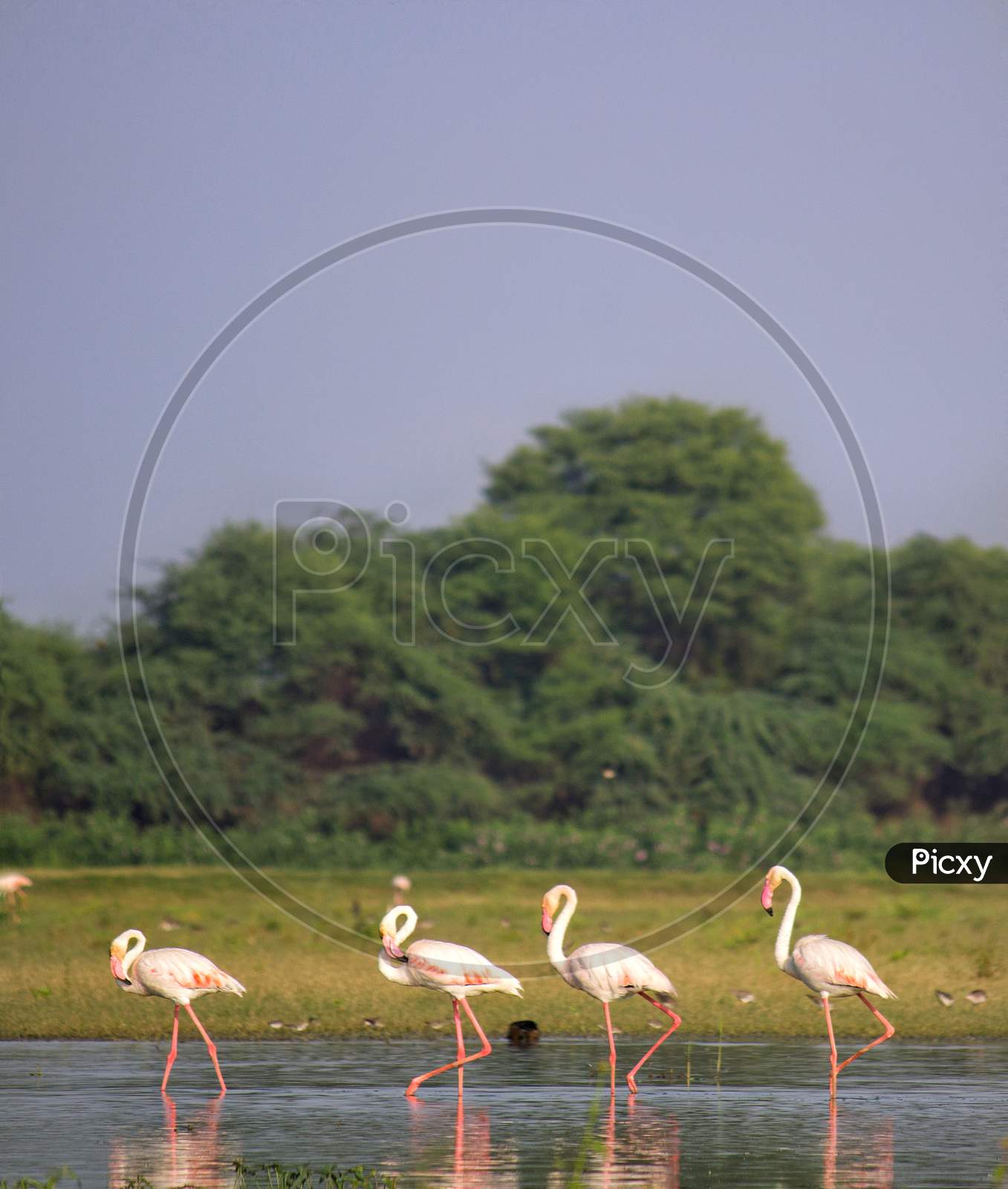 Flamingo birds at Thol bird sanctuary