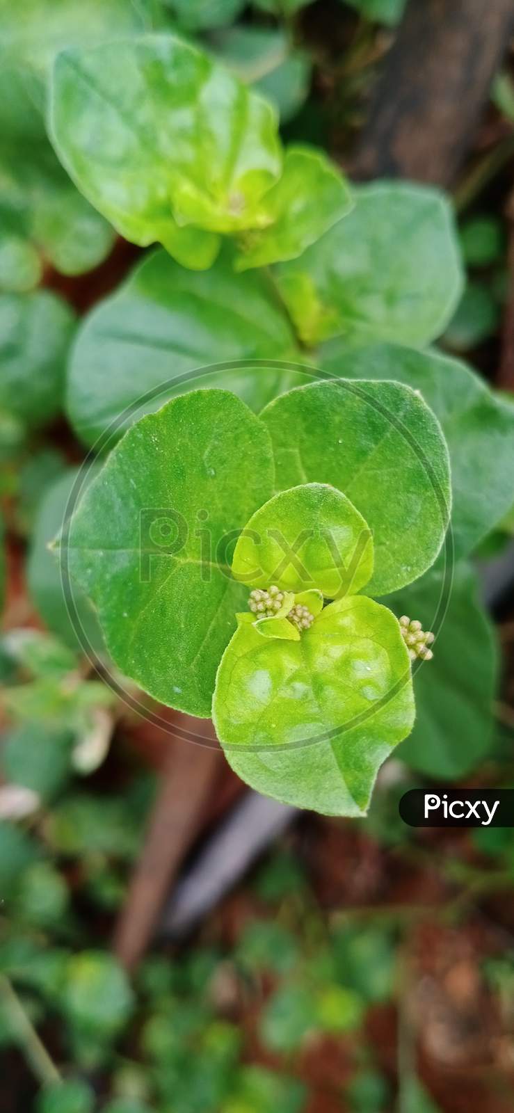 Perennial plant leaf
