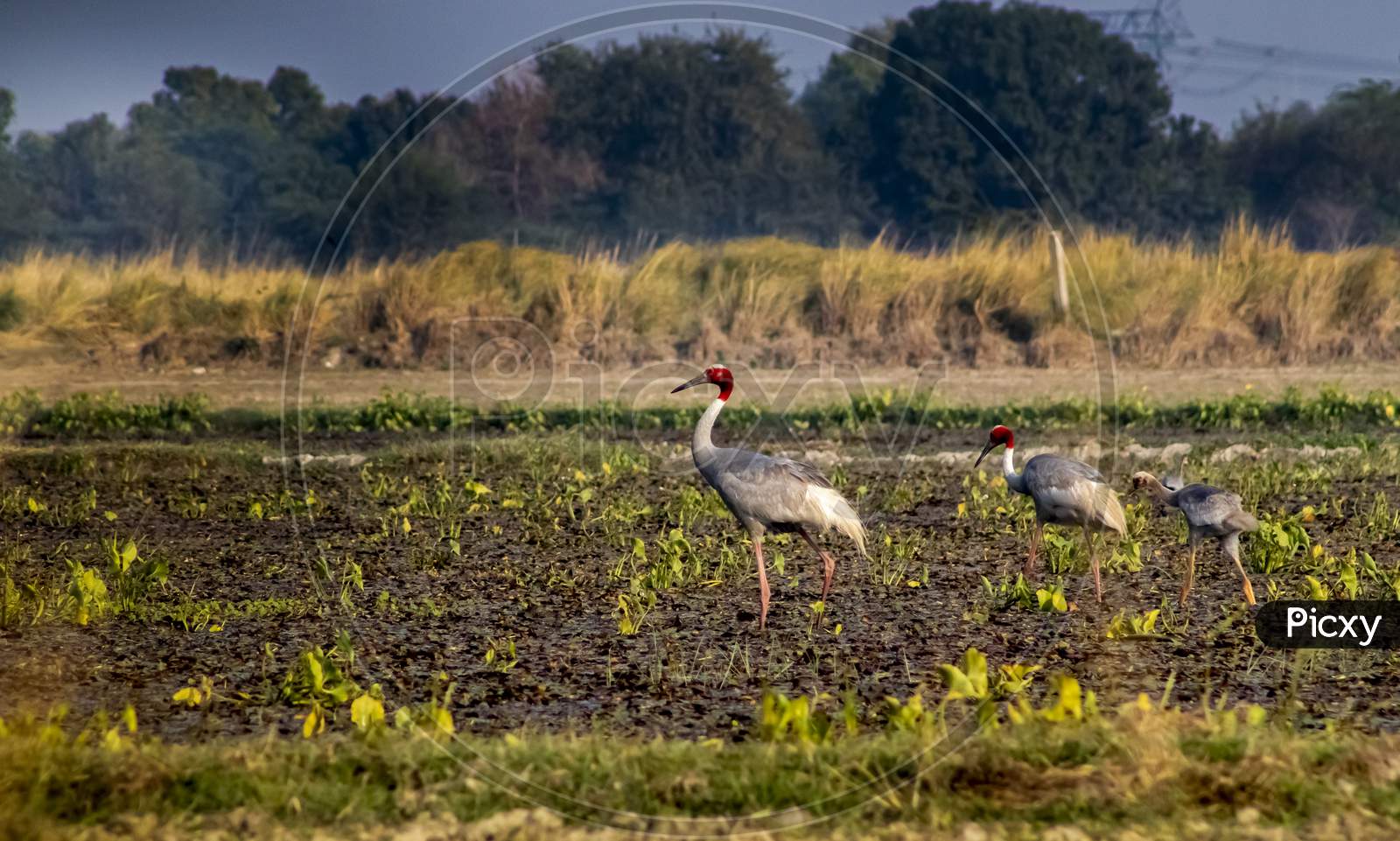 Sarus Crane Family In Wetland Of Sarsai Navar Near Etawah India.