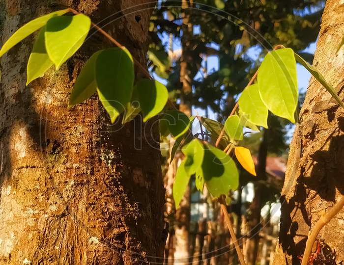 Green leaves between tree trunks in sunlight