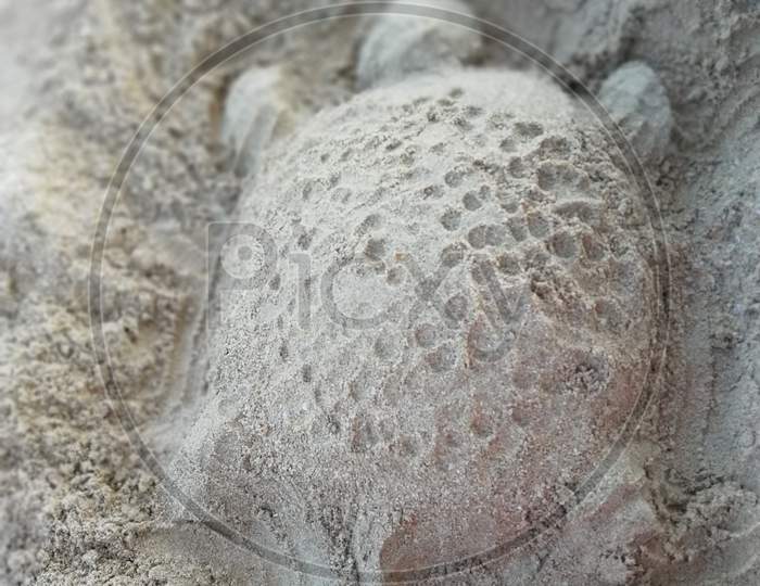 Tortoise sand carving.