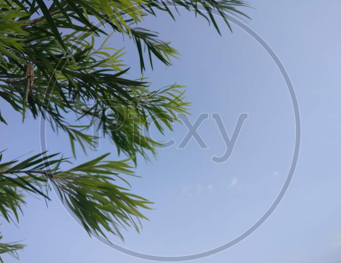 Sky tree