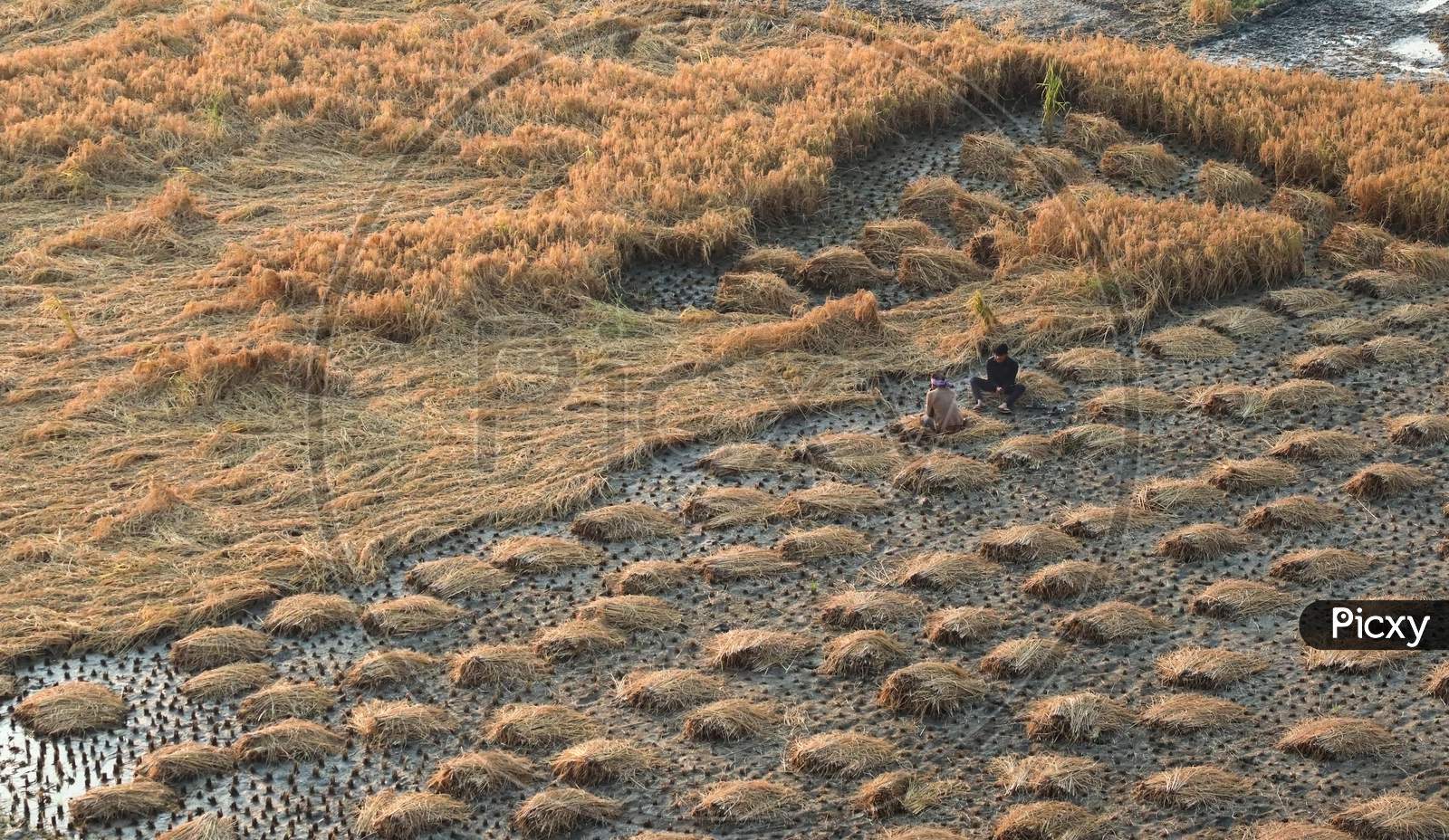 Farmers Resting During Manual Harvesting Of Paddy Crop.