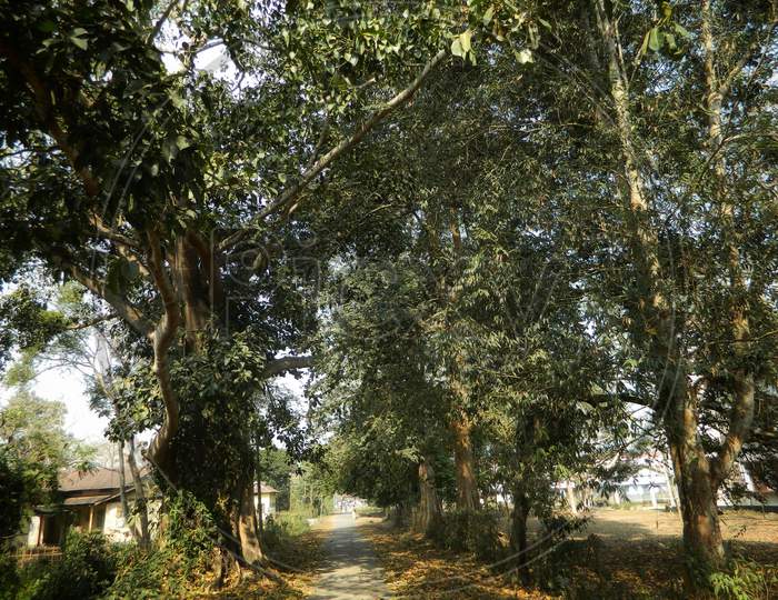 A small village road near jungle