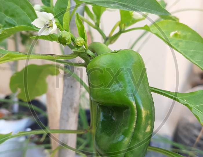 Capsicum plant with its flower