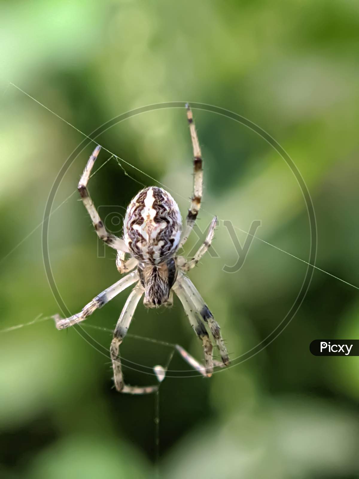 Araneus spider in indian village garden spider small insect
