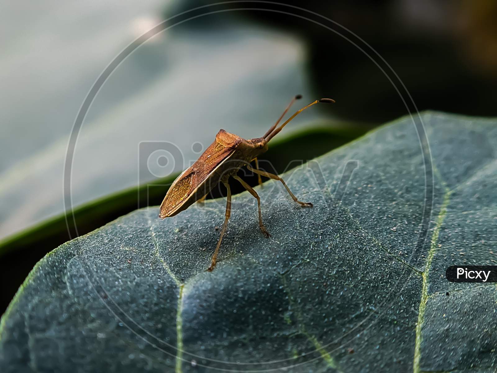 Gonocerus insect on leaf garden Gonocerus bug to sit green leaves plant