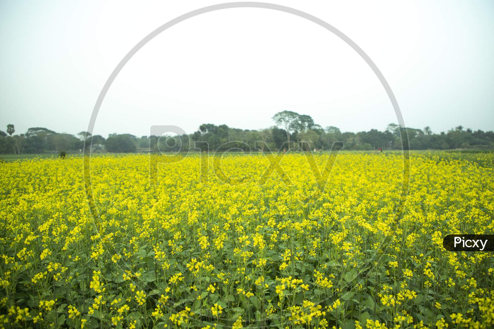 Natural Yellow mustard flowers field