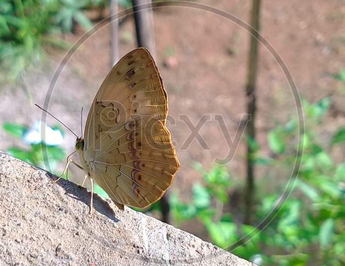 Small brownish yellow butterfly