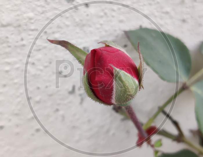 It's winter beauty..... Red rose bud