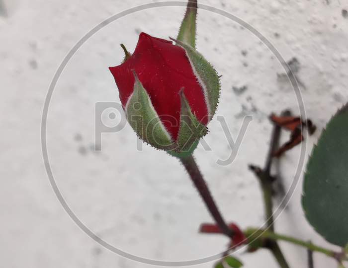 It's winter beauty..... Red rose bud