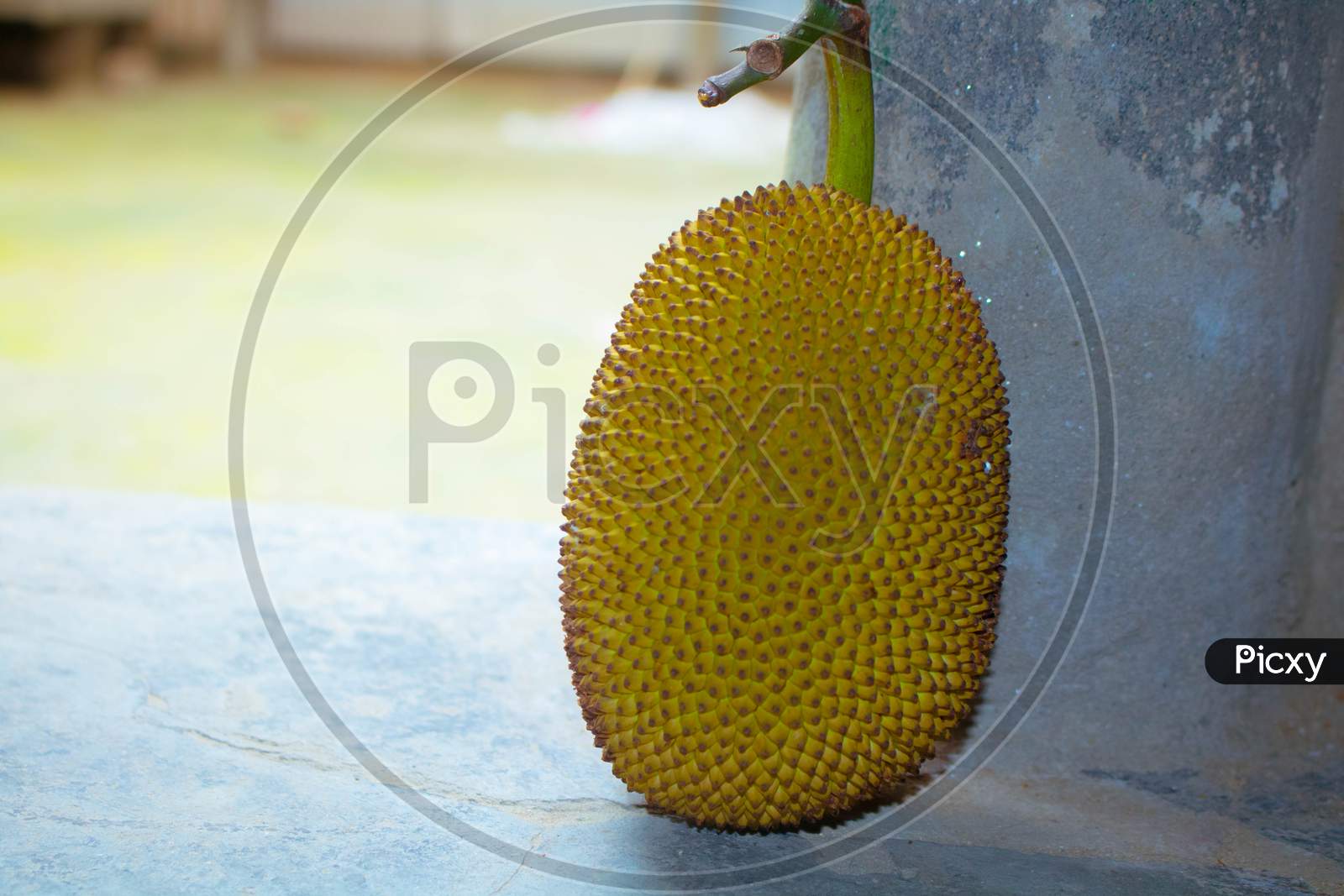 The Jackfruit (Artocarpus Heterophyllus), Also Known As Jack Tree. It Is The National Fruit Of Bangladesh.