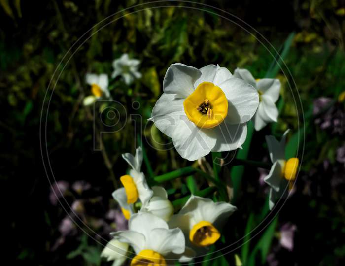 Narcissus Poeticus Flower Also Known As Nargis , Poet’S Daffodil ,Phesant’S Eye .The Flower Is Extremely Fragrant, With A Ring Of Tepals In Pure White And A Short Corona Of Light Yellow With A Distinct Reddish Edge.