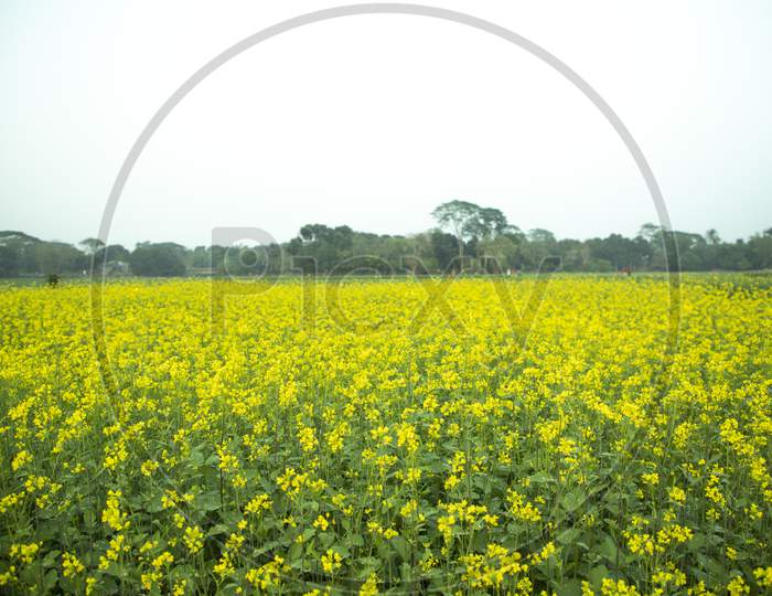 Natural Yellow mustard flowers field