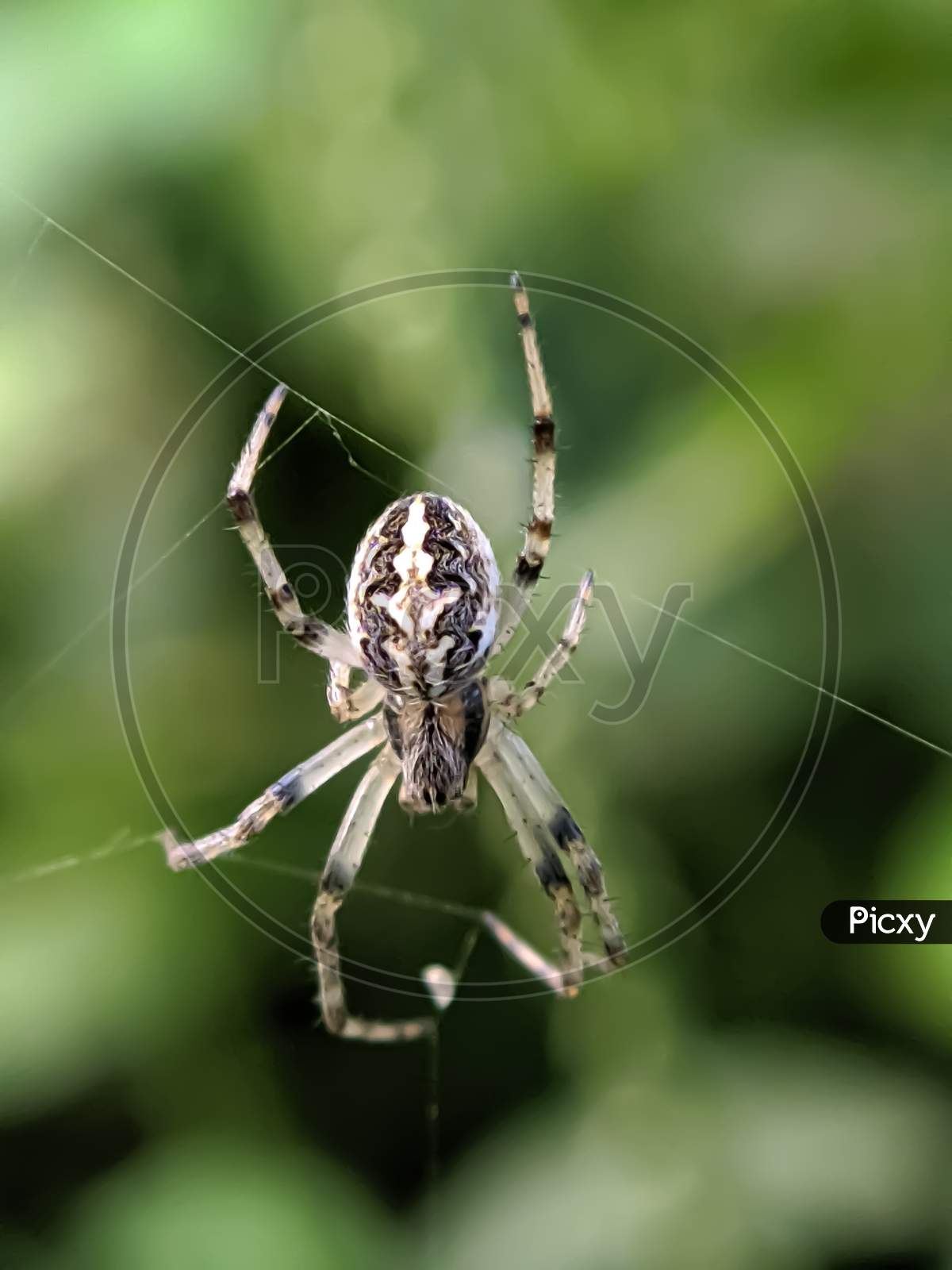 Araneus spider in indian village garden spider small insect